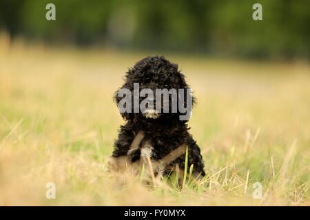 Perro de Agua Espanol cucciolo Foto Stock