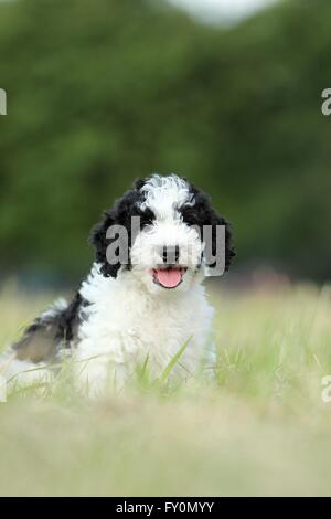 Perro de Agua Espanol cucciolo Foto Stock