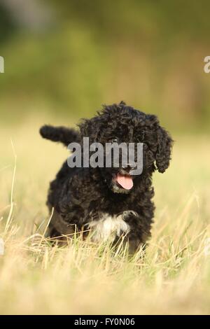 Perro de Agua Espanol cucciolo Foto Stock