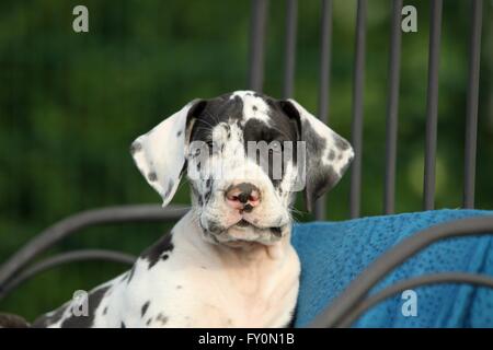 Alano cucciolo Foto Stock