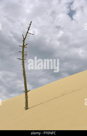 Albero morto sulla famosa Dune di Pilat situato in La Teste de Buch nella baia di Arcachon area in Francia Foto Stock