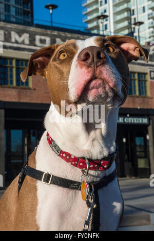 Pit bull tipo razza cane, East Village, Calgary, Alberta, Canada Foto Stock