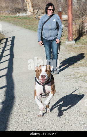 Esecuzione di pit bull tipo cane di razza mista, con femmina proprietario in background, San Patrizio Isola, Calgary, Alberta, Canada Foto Stock