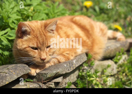 Lo zenzero cat seduto su una parete da giardino Foto Stock