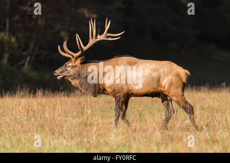 Una bull elk bugles durante la caduta rut in Cataloochee vallata del Parco Nazionale di Great Smoky Mountains in Cataloochee, North Carolina. Foto Stock