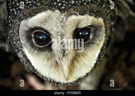 Una minore fuligginosa Owl Foto Stock