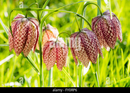 Fritillaria meleagris fiori selvatici che crescono in un prato, UK. Foto Stock