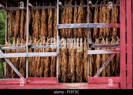 Un tabacco vecchio fienile di essiccamento ad aria cura del tabacco Burley in prezzi Creek, North Carolina. La coltivazione del tabacco non è più economicamente sostenibile in Western North Carolina ma camice principalmente per uso privato. Foto Stock