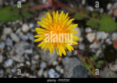 Tarassaco (Taraxacum) blossom dalla parte anteriore. Foto Stock