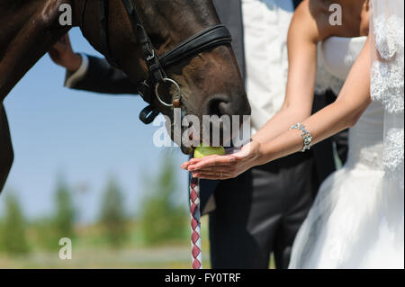 Alimentazione di cavallo le mani Foto Stock