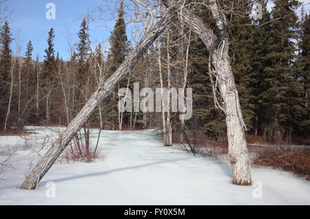 Icy forest floor nel villaggio Waiparous area (Alberta) Foto Stock