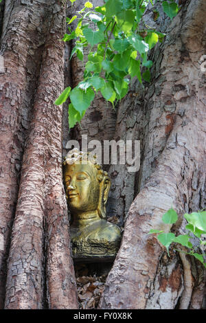 Testa Buddha nella Bodhi Tree Foto Stock