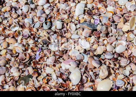 Colorata collezione di conchiglie di mare sulla spiaggia Ao Nang, Thailandia Foto Stock