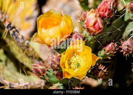 Delicate fioriture primaverili su ficodindia cactus in Arizona Foto Stock