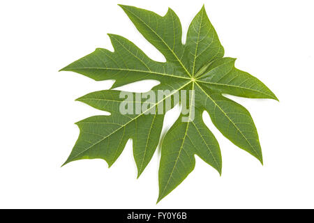 Green paw paw foglia d'albero con pattern e texture su bianco Foto Stock