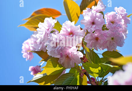 Prunus serrulata o ciliegia giapponese albero Foto Stock