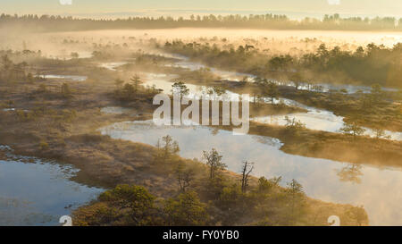 Misty sunrise nel bog in Endla Riserva Naturale Foto Stock