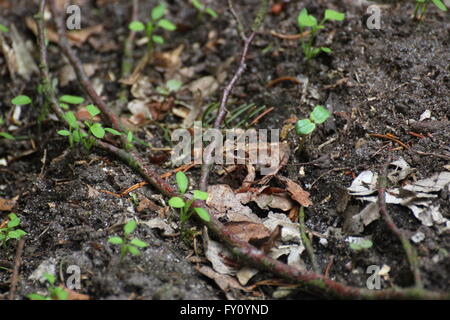 Rana comune sul terreno. Foto Stock