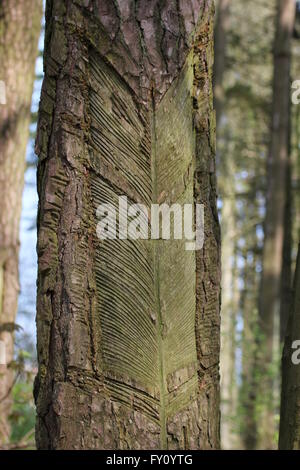 Abbaio di un pino utilizzato per produrre la resina. Foto Stock