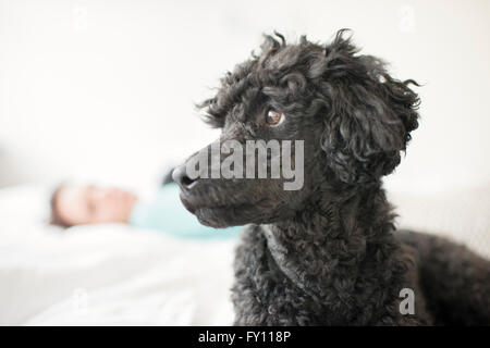Barboncino nero sdraiato sul letto. La donna al di fuori della messa a fuoco in background. Il cane è in cerca di distanza. Foto Stock