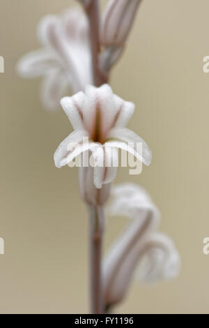 "Haworthia" reticulata. Sudafrica. Foto Stock