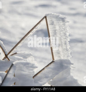 White trasformata per forte gradiente frost / formazione di brina sulla rotta dello stelo di erba rivolti nella stessa direzione a causa del vento in inverno Foto Stock