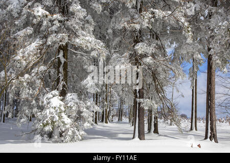 Alberi di pino nella foresta di conifere coperta di neve in inverno a Hautes Fagnes / Hautes Fagnes, Ardenne belghe, Belgio Foto Stock