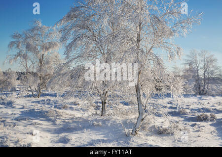 Roverella (betulla Betula pubescens) alberi coperti di brina in inverno, Hautes Fagnes / Hautes Fagnes, Ardenne belghe, Belgio Foto Stock