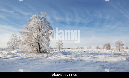 Roverella (betulla Betula pubescens) alberi coperti di brina in inverno, Hautes Fagnes / Hautes Fagnes, Ardenne belghe, Belgio Foto Stock