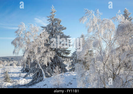 Abete (Picea abies) e roverella (betulla Betula pubescens) alberi coperti di brina in winterHigh Fagnes, Ardenne, Belgio Foto Stock