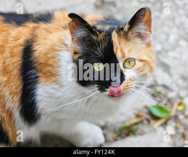 Fluffy cat leccare un naso Foto Stock