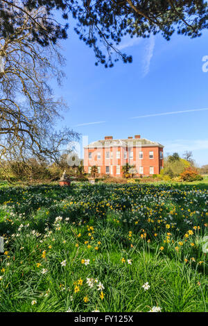 Hatchlands, una casa di campagna vicino Guildford, Surrey, Regno Unito in primavera con narcisi nel suo giardino e terreni e un cielo blu in una giornata di sole Foto Stock