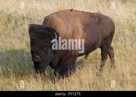 Bisonti americani / American buffalo (Bison bison) toro in estate, il Parco Nazionale dei laghi di Waterton, Alberta, Canada Foto Stock