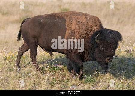 Bisonti americani / American buffalo (Bison bison) toro in estate, il Parco Nazionale dei laghi di Waterton, Alberta, Canada Foto Stock