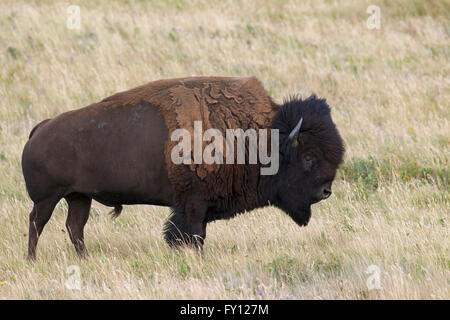 Bisonti americani / American buffalo (Bison bison) toro in estate, il Parco Nazionale dei laghi di Waterton, Alberta, Canada Foto Stock