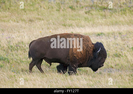 Bisonti americani / American buffalo (Bison bison) toro in estate, il Parco Nazionale dei laghi di Waterton, Alberta, Canada Foto Stock