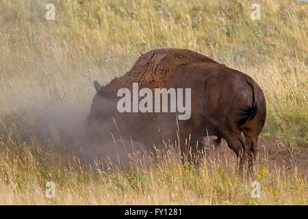 Bisonti americani / American buffalo (Bison bison) toro prendendo un sandbath, Parco Nazionale dei laghi di Waterton, Alberta, Canada Foto Stock