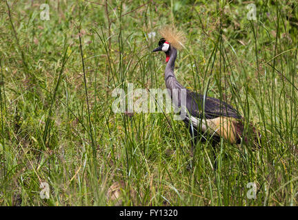 Grey Crowned Crane in erba alta, Parco Nazionale di Tarangire e, Tanzania Foto Stock