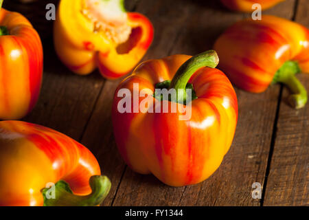 Greggio rigato organico peperone rosso pronto a cucinare con Foto Stock
