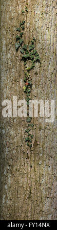 Verticale alto colpo di corteccia da basswood con ivy shoot. Foto Stock