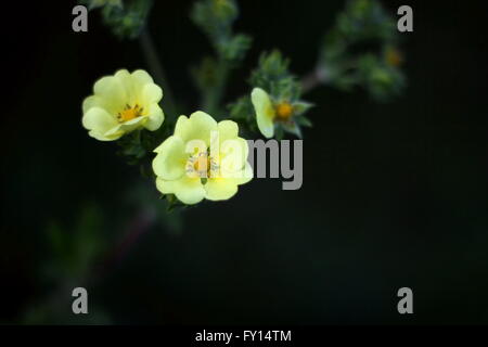 Close up cinquefoil (Potentilla inclinata) fiori. Foto Stock