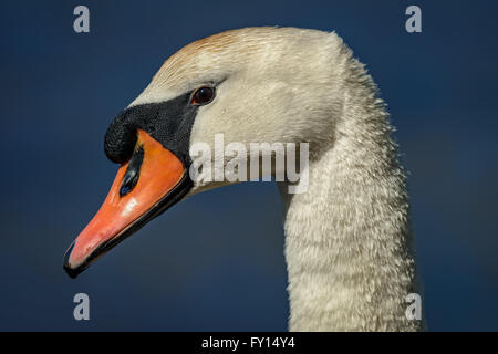 Testa di cigno (Cygnus olor) contro acqua blu Foto Stock