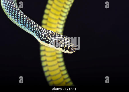 Paradise flying snake (Chrysopelea paradisi) Foto Stock