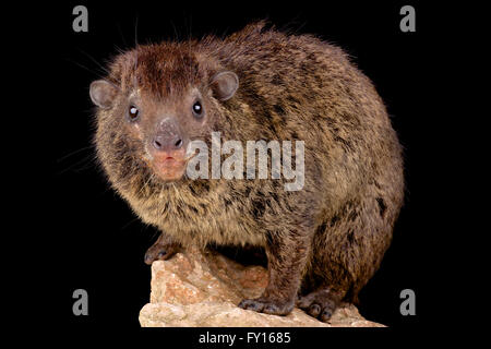 Western tree hyrax (Dendrohyrax dorsalis) Foto Stock