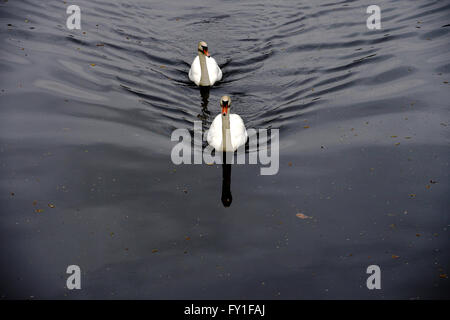 Berlino, Germania. Xx Apr, 2016. Due cigni nuotano nelle prime ore del mattino sul Landwehr Canal a Berlino, Germania, 20 aprile 2016. Foto. Paolo ZINKEN/dpa/Alamy Live News Foto Stock