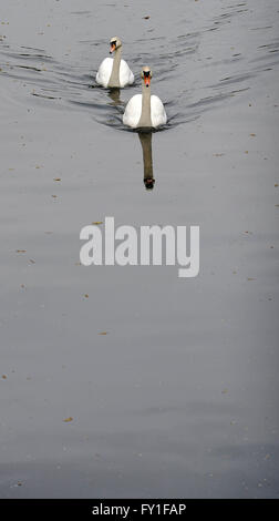 Berlino, Germania. Xx Apr, 2016. Due cigni nuotano nelle prime ore del mattino sul Landwehr Canal a Berlino, Germania, 20 aprile 2016. Foto. Paolo ZINKEN/dpa/Alamy Live News Foto Stock