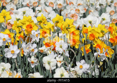 Wisley, Surrey, Inghilterra, Regno Unito. Xx Aprile 2016. Regno Unito Meteo: un sorprendente display di narcisi in un confine contenente oltre 15.000 lampadine su una giornata di cielo azzurro e il sole caldo at Wisley, Surrey. Credito: Julia Gavin UK/Alamy Live News Foto Stock