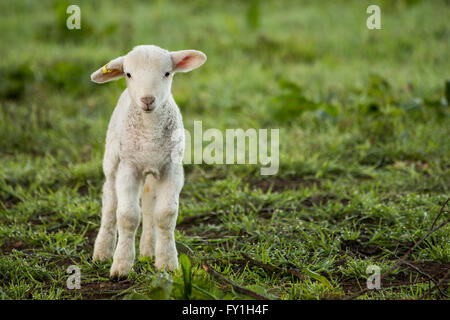Corsham, Regno Unito. Xx Aprile, 2016. Nuova data di nascita degli agnelli con le loro madri Godetevi una calda giornata in un campo di vivaio. Si tratta di un secondo lotto di Wiltshire avvisatore acustico pecore agnelli nati naturalmente nel paddock su di una azienda agricola biologica a Corsham, Wiltshire Credito: Wayne Farrell/Alamy Live News Foto Stock