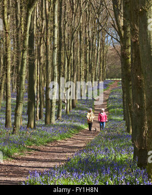 Dockey Wood, Ashridge Estate, Berkhamsted, Hertfordshire, Inghilterra, REGNO UNITO. Foto Stock
