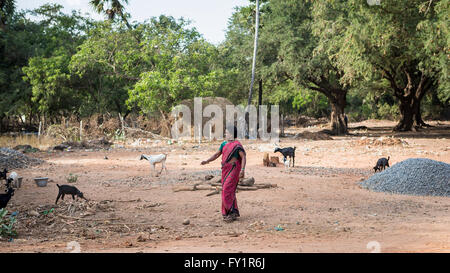 Donna indiana la cura per il suo gregge di capre nel paese al di fuori del villaggio di Kuilapalayam, Auroville, Asia Foto Stock